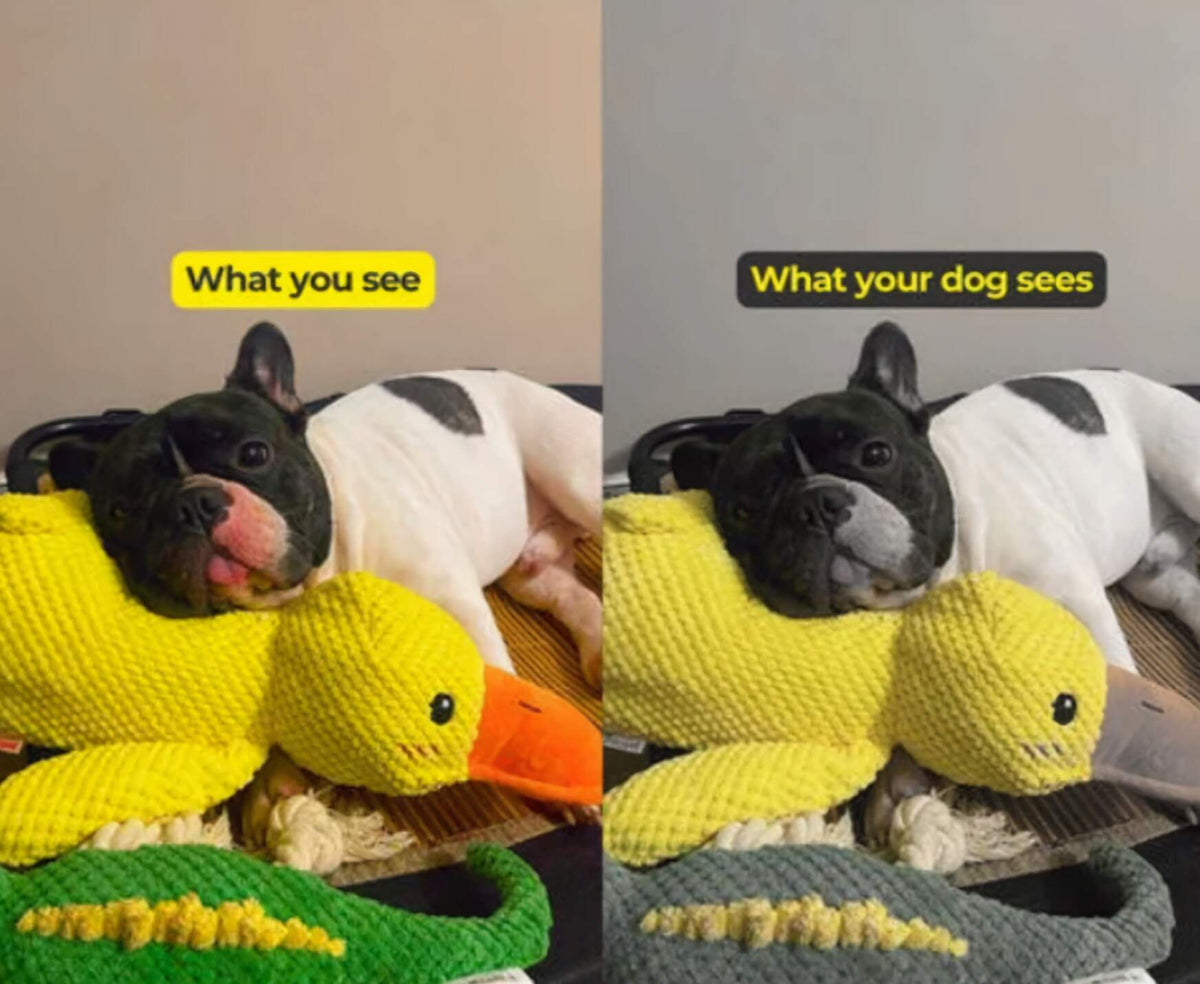 Xevyne® Calming Duck Toy